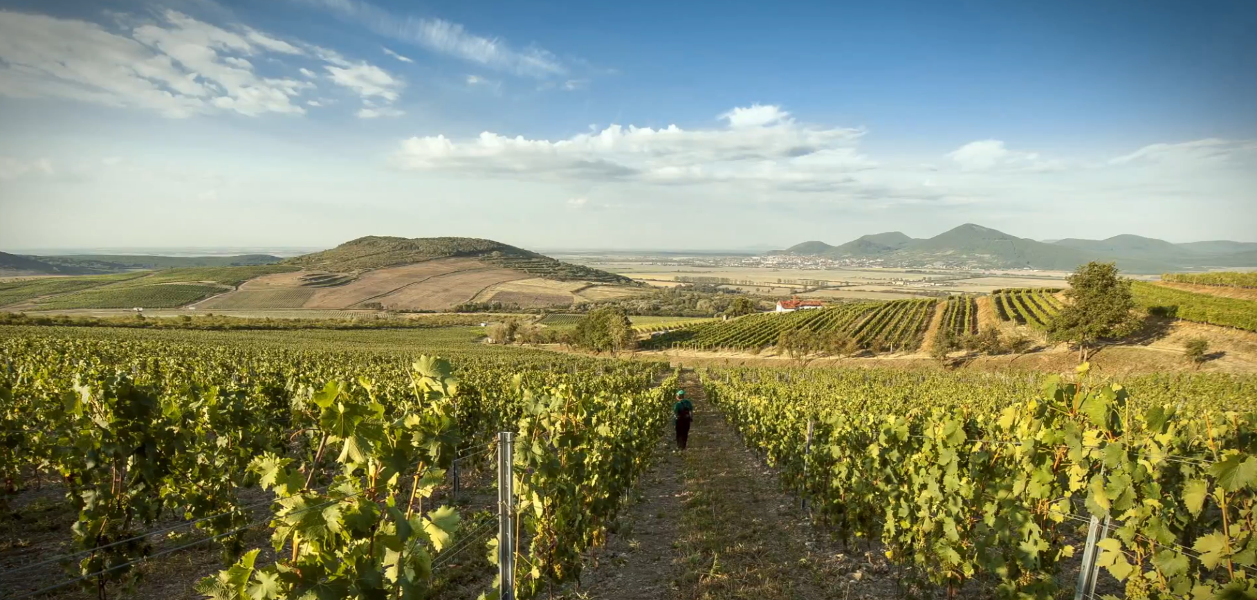 Vineyards of Slovak Tokaj
