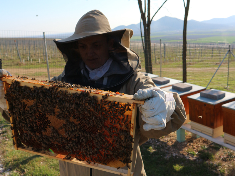 TOKAJSKÝ MED Z BIO VINOHRADOV