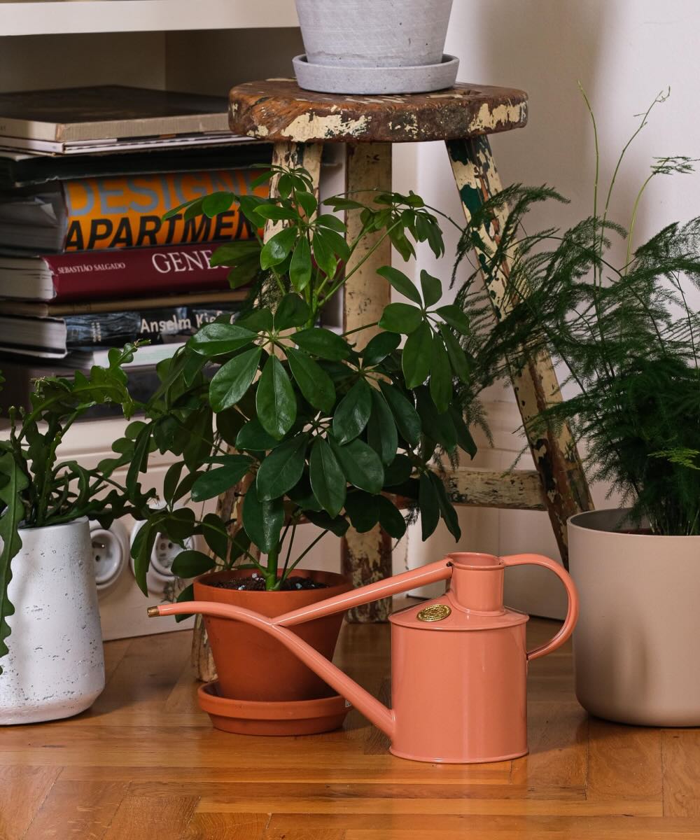 Zalévání jako malý útěk z chaosu