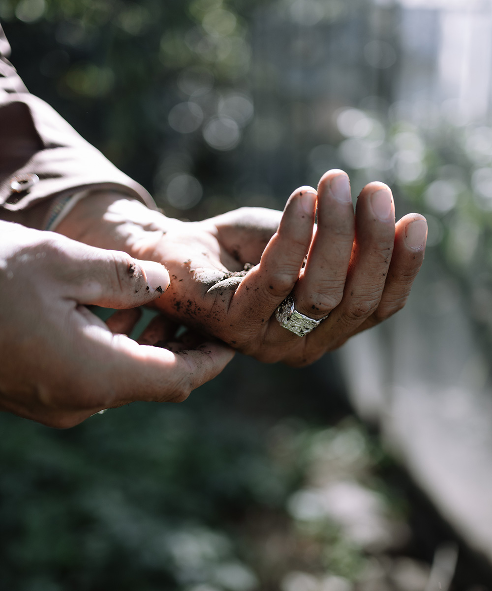 Serenity of a hidden garden