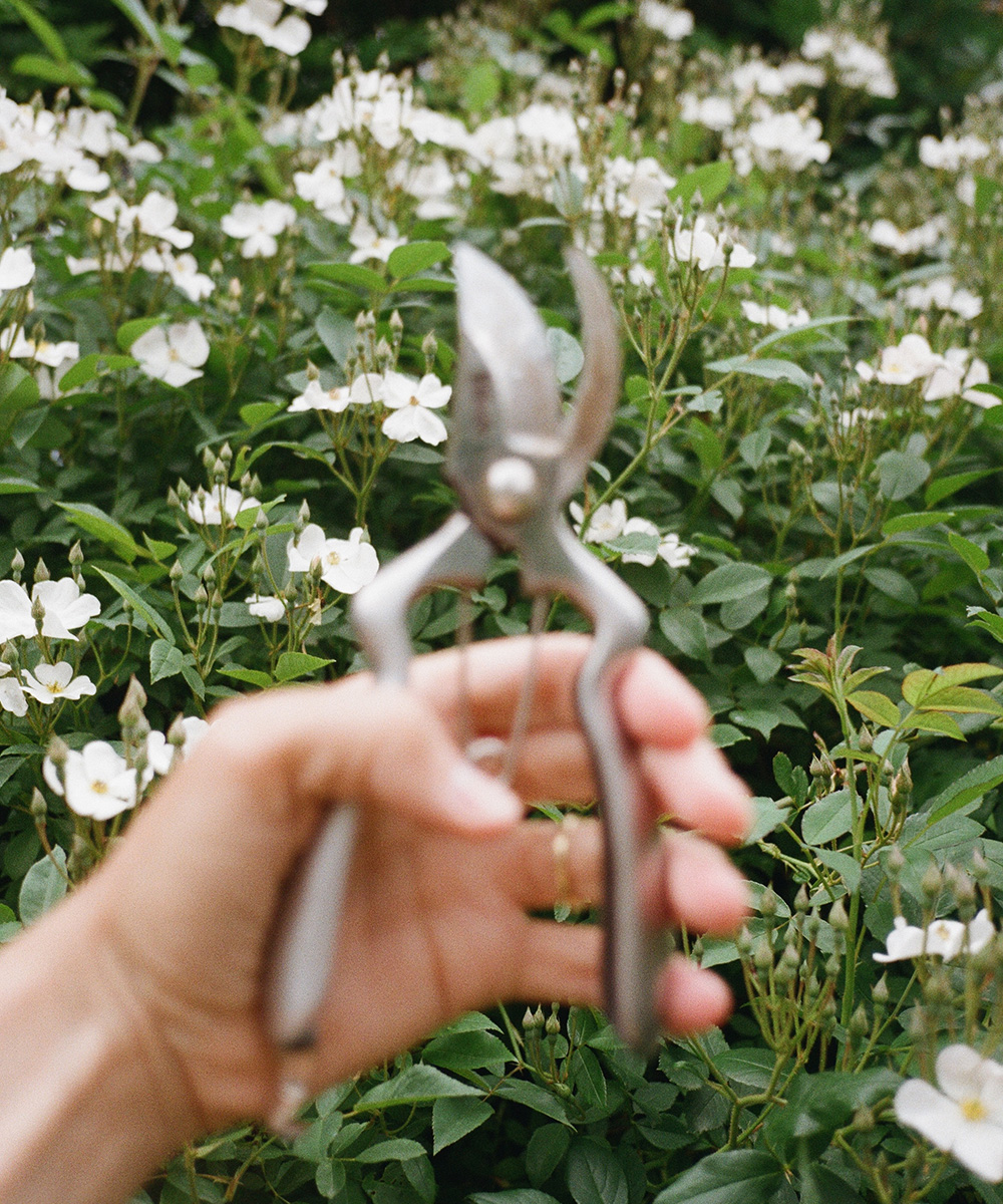 Wabi-sabi ve stínu růží: T22 na analog