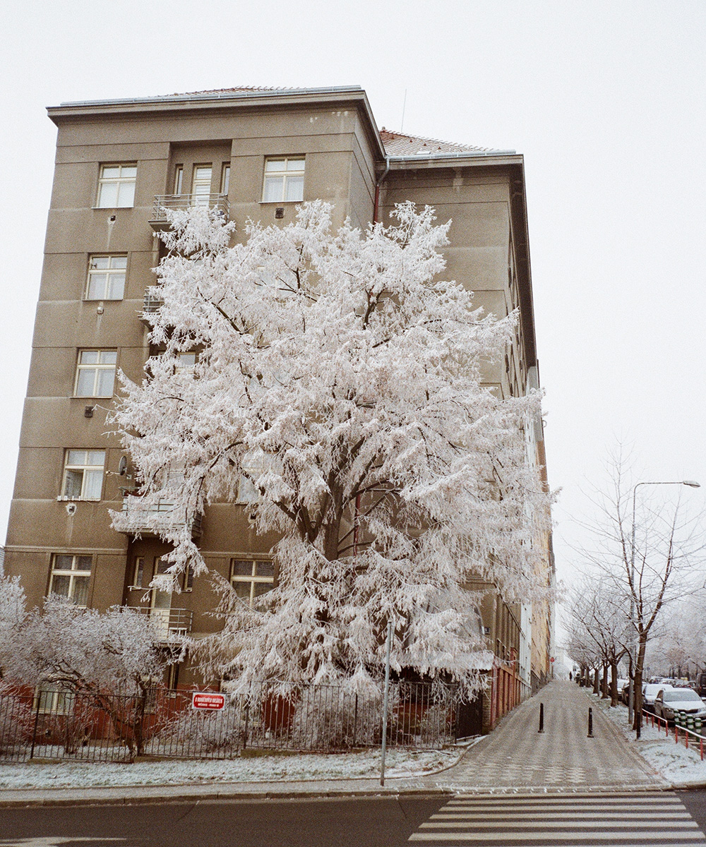 Vršovice, Prosinec, 2024
