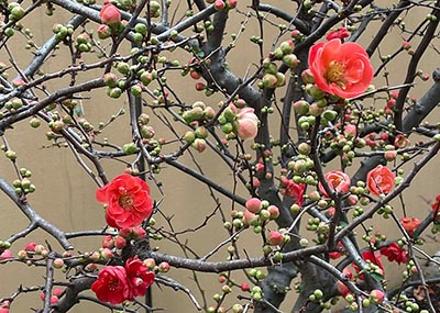 V chrámu Rokuharamicudži už kvetou meruňky