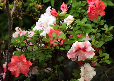 Zátiší na chodníku čtyřicetimilionové megapole