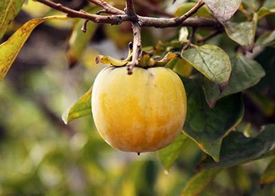 Kaki aneb plod Tomelu japonského