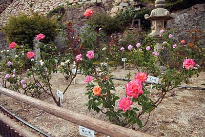 Růže v přístavním městě Tomonoura