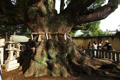 Šinboku - strom a šintoismus