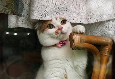 Kočičák v obchodě s futony