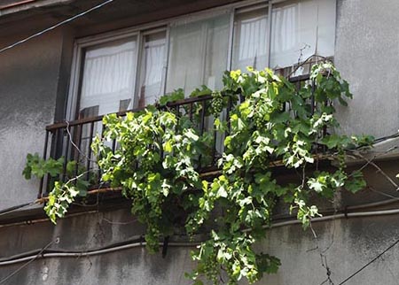 Vinná réva uprostřed tokijské megapole