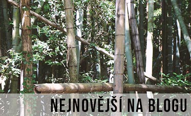 bambusový les