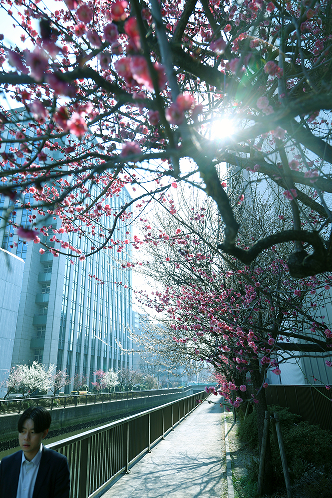 Foto Petr Horcicka - Japonske jaro, Tokio