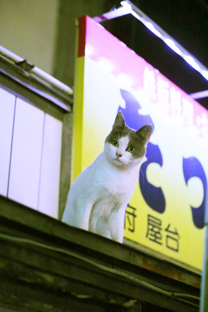 japonská kočka - foto Petr Horčička