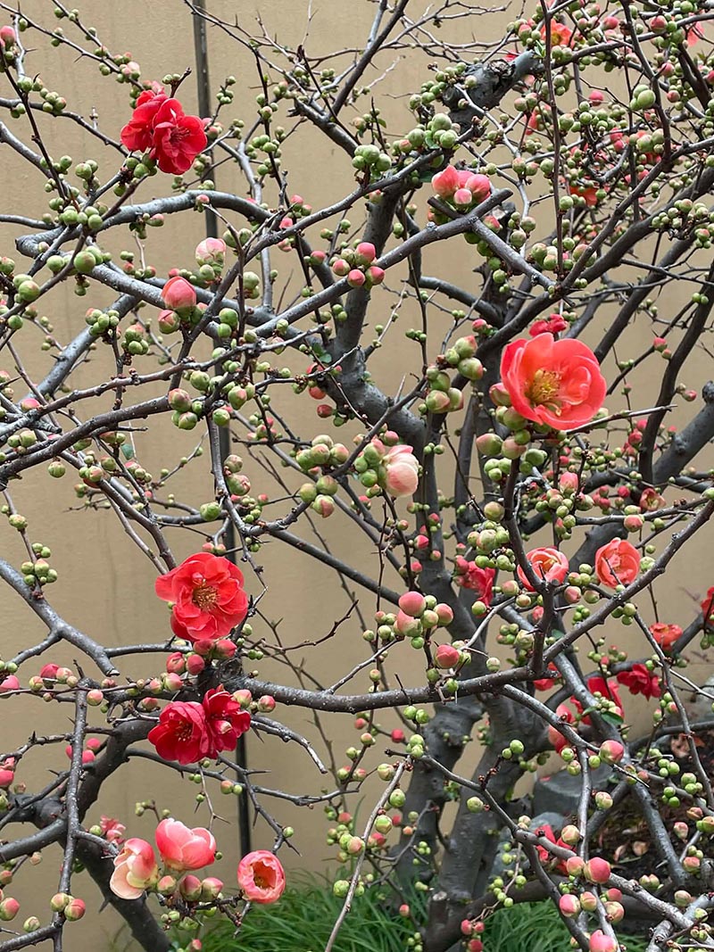Prunus mume - merunky japonské