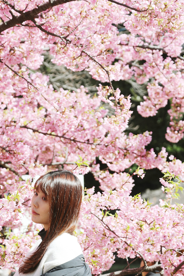 Japonka pod rozkvetlou sakurou. Foto Petr Horčička
