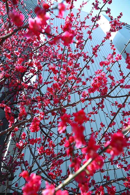 Jaro v Japonsku - Foto Petr Horčička