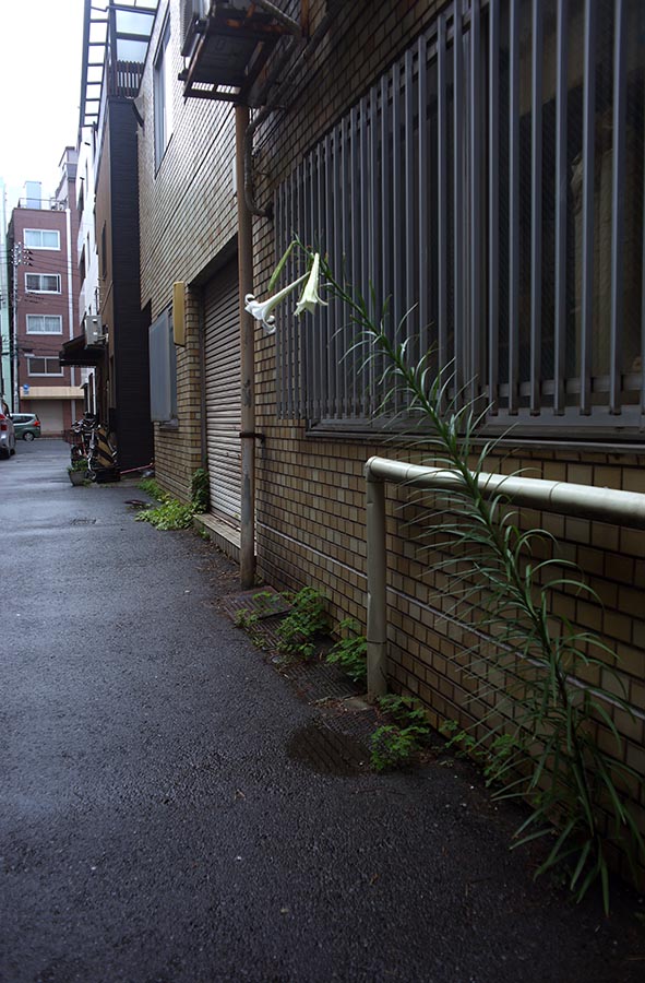 foto Petr Horčička - Květina v Asakusabashi