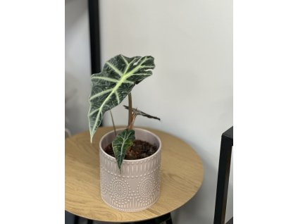 Akocasia polly 12cm, tomasflorista.cz