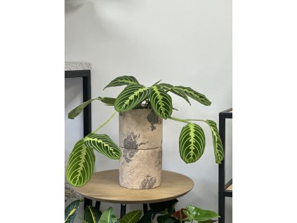 Maranta Fascinato 12cm, tomasflorista.cz