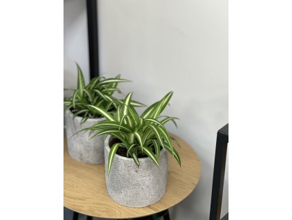 Chlorophytum variegatum
