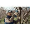 338821 Pro Pruner app Pear CN 16 9 update