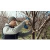 339746 pro pruner Pear square done 16 9 update