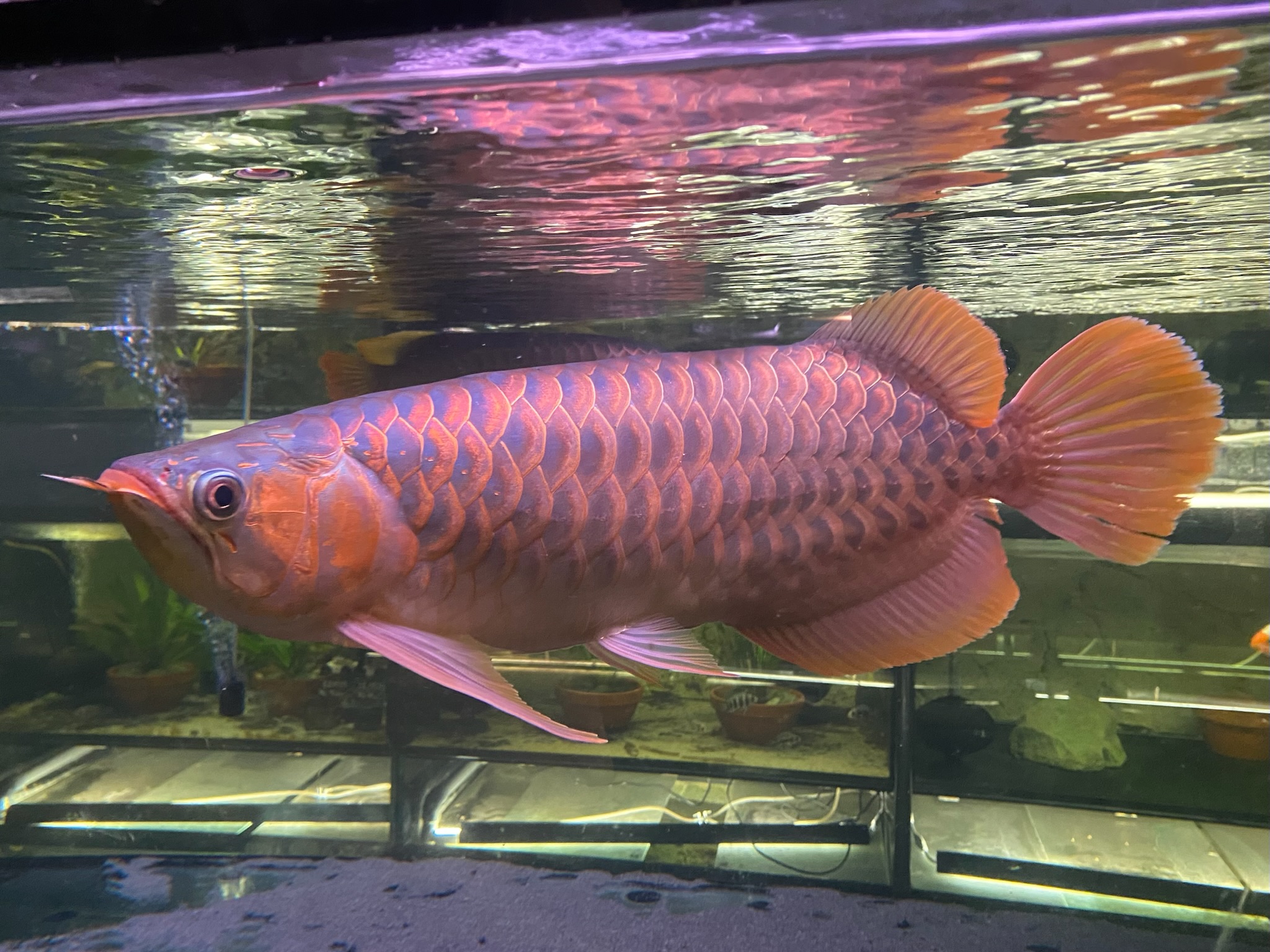 TOMfish