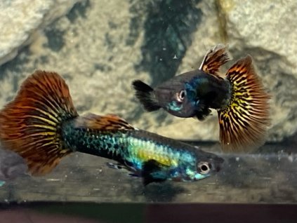 Poecilia reticulata RED DRAGON  predaj iba v pároch, cena za pár