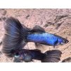 Poecilia reticulata LAZULLI DUMBO GEN  predaj iba v pároch, cena za pár