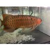 Scleropages formosus Indonesian superred