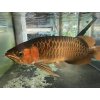 Scleropages formosus Indonesian superred