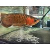Scleropages formosus Indonesian superred
