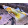 Poecilia reticulata FULL GOLD  predaj iba v pároch, cena za pár