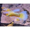 Poecilia reticulata FULL GOLD  predaj iba v pároch, cena za pár