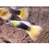 Poecilia reticulata HB YELLOW  predaj iba v pároch, cena za pár