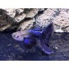 Poecilia reticulata JAPAN BLUE DUMBO  predaj iba v pároch, cena za pár