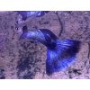 Poecilia reticulata JAPAN BLUE DUMBO  predaj iba v pároch, cena za pár