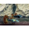 Poecilia reticulata RED DRAGON  predaj iba v pároch, cena za pár