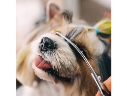 Nožnice na strihanie psov Purlov 23186