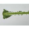 Matcha Mie 40g