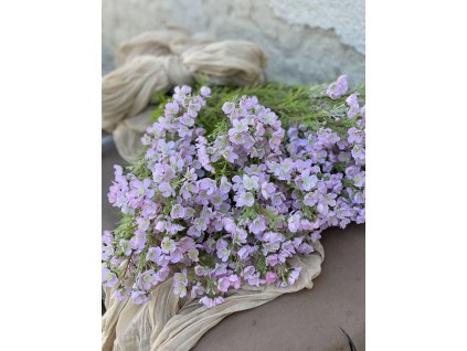 63,Wax flower ružová1