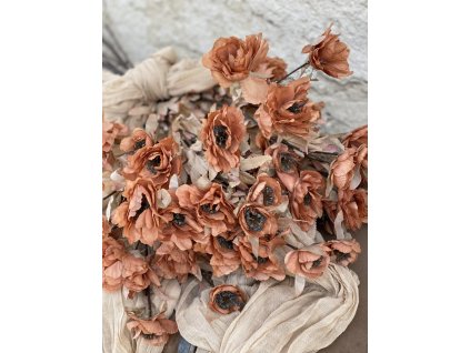 107.Anemone losos1