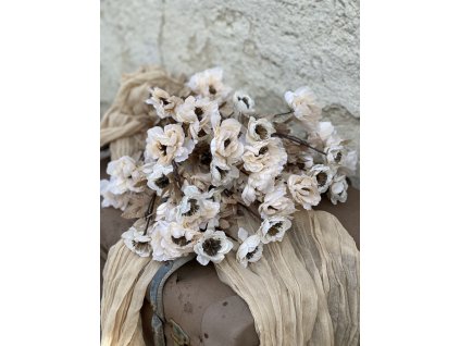 111.Anemone mokka1