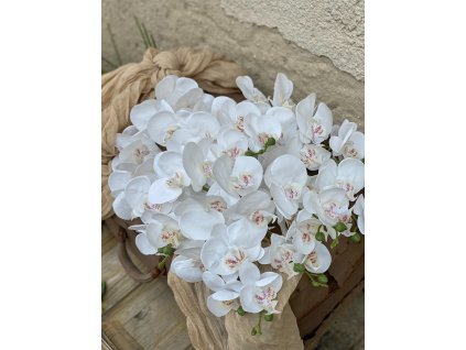 8. Phalenopsis latex biela 1