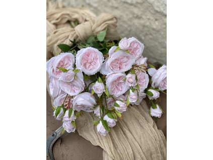 193.Ruža mnohokvetá plnokvetá bledoružová1