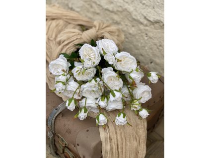 196.Ruža mnohokvetá plnokvetá biela1