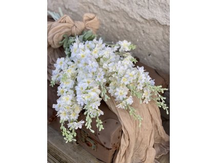 211.Matthiola krémová1