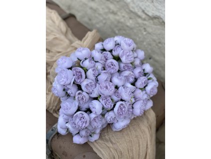 230.Mini peonia zväzok bledofialová1