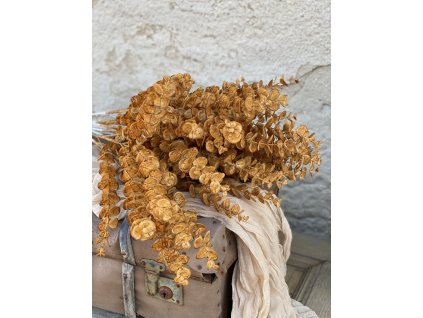 253.Eukalyptus vetva hnedá1
