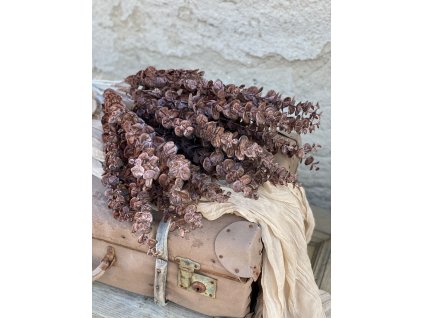 20. 255.Eukalyptus vetva tmavohnedá1