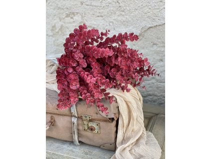 259.Eukaylyptus vetva bordová1